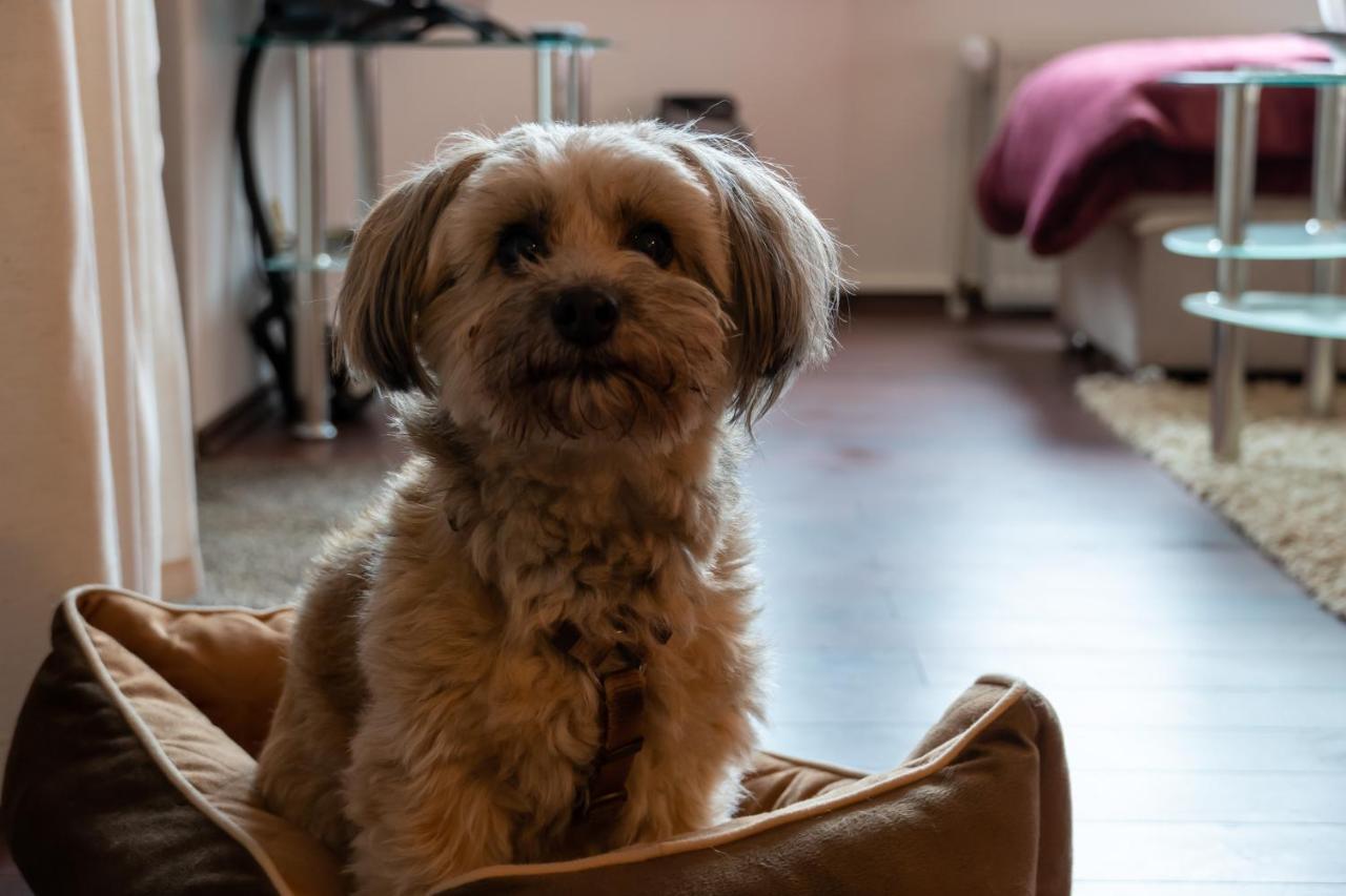 Fewo Harzer Weitblick, Hunde Willkommen, W-Lan, 2X Smart Tv, Dtv 4 Sterne, 4 Pfoten Braunlage Exteriér fotografie